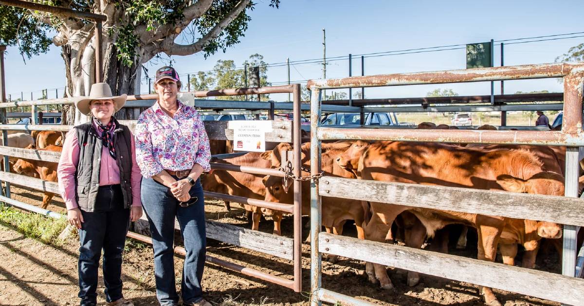 Steers reach 836c/kg at Biloela weaner sale