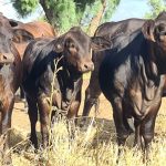 Feral deer behaviour a new concern for high country beef producers | The Land