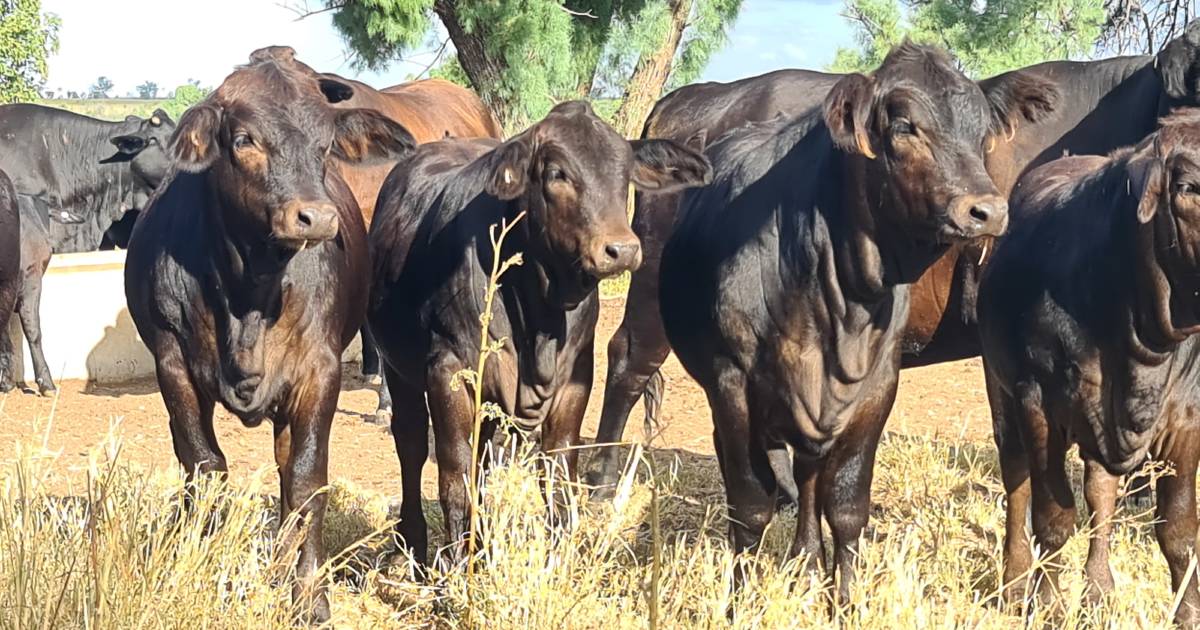 An elite infusion of Simmental genetics