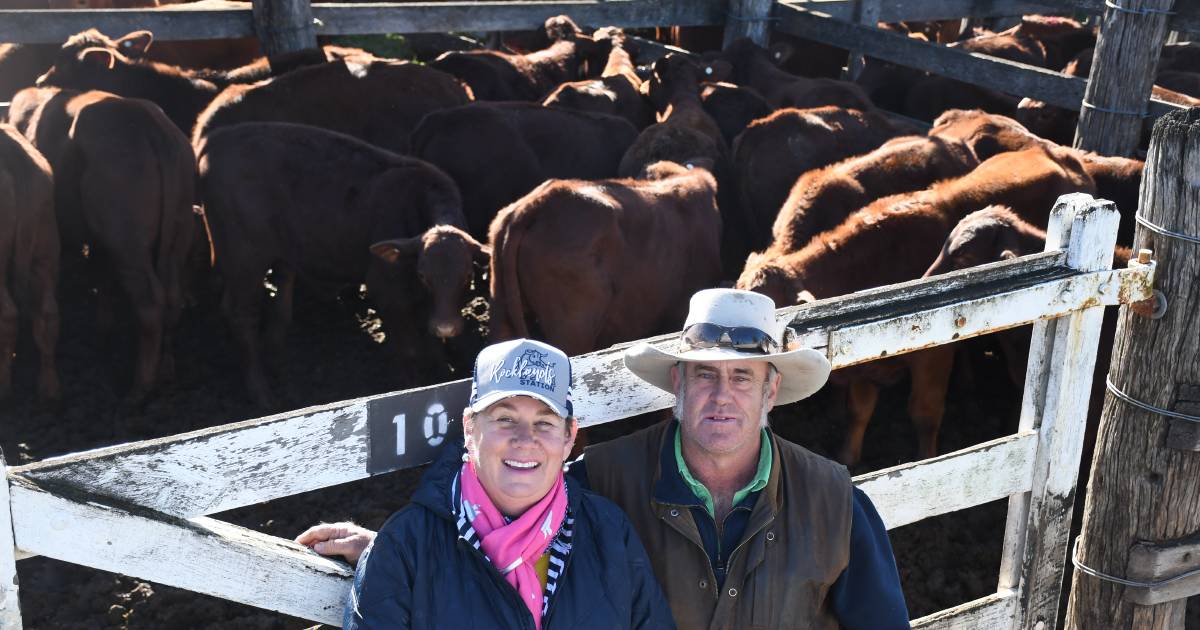 Local lines shine at Murgon weaner sale as Burnett bidders brave frosty conditions