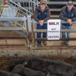 Cattle Australia: Where is it up to?