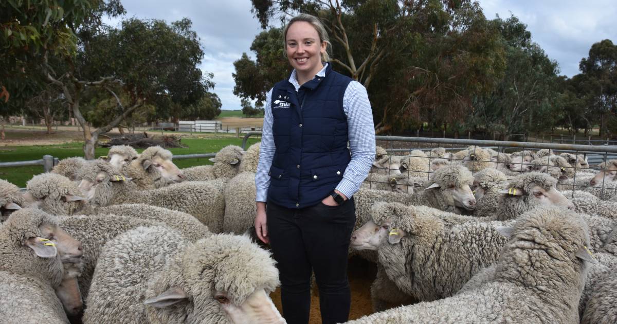 Sheep breeders gifted new breeding value