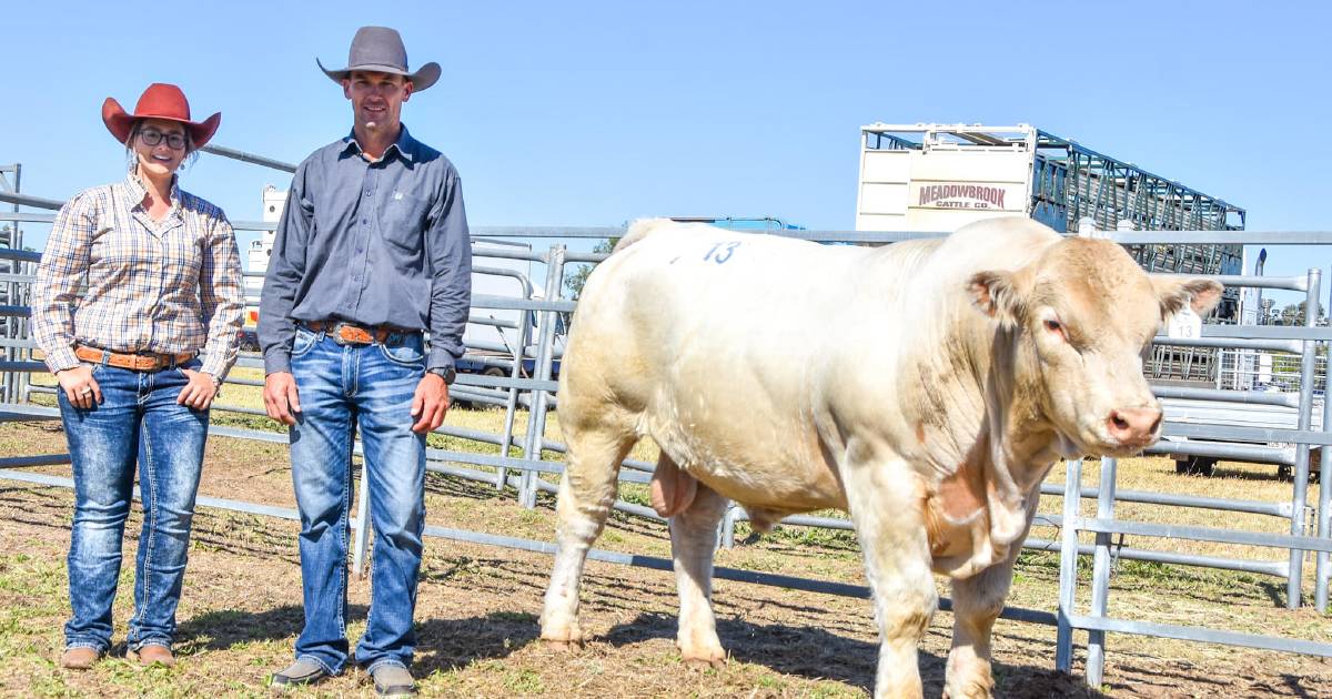 Ag-Grow Elite bull sale average quadruples in seven years