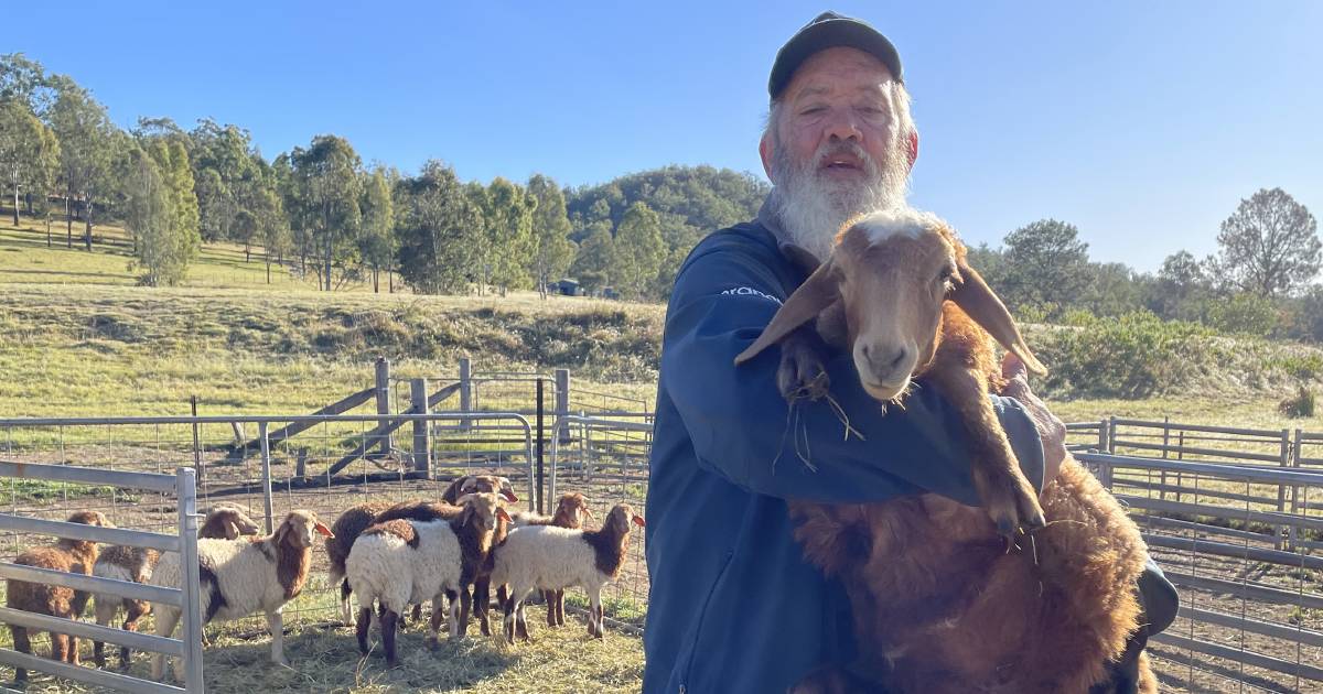 Awassi Cheesery produces sheep dairy products at Grantham | Queensland Country Life