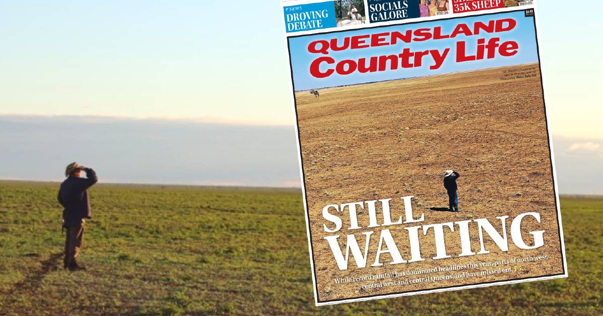 Late season rain greens up country around Ilfracombe | Queensland Country Life