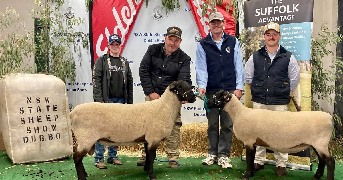 Stud and commercial interest drives prices up during the inaugural NSW Suffolk Society sale