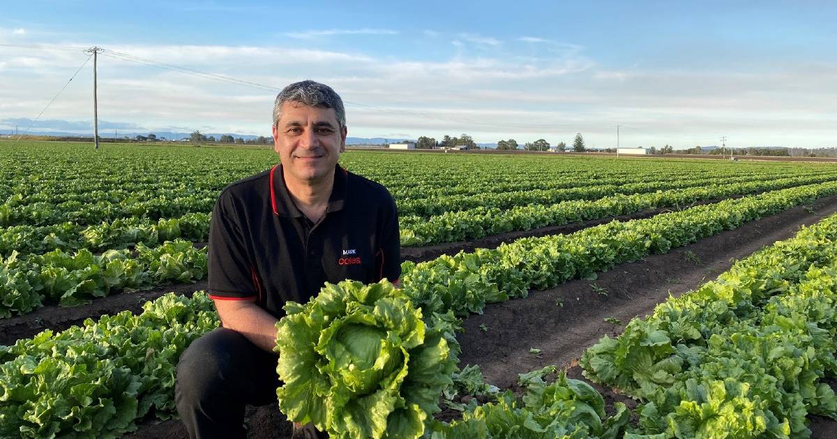 Coles works with growers to sell affordable two-pack iceberg lettuces