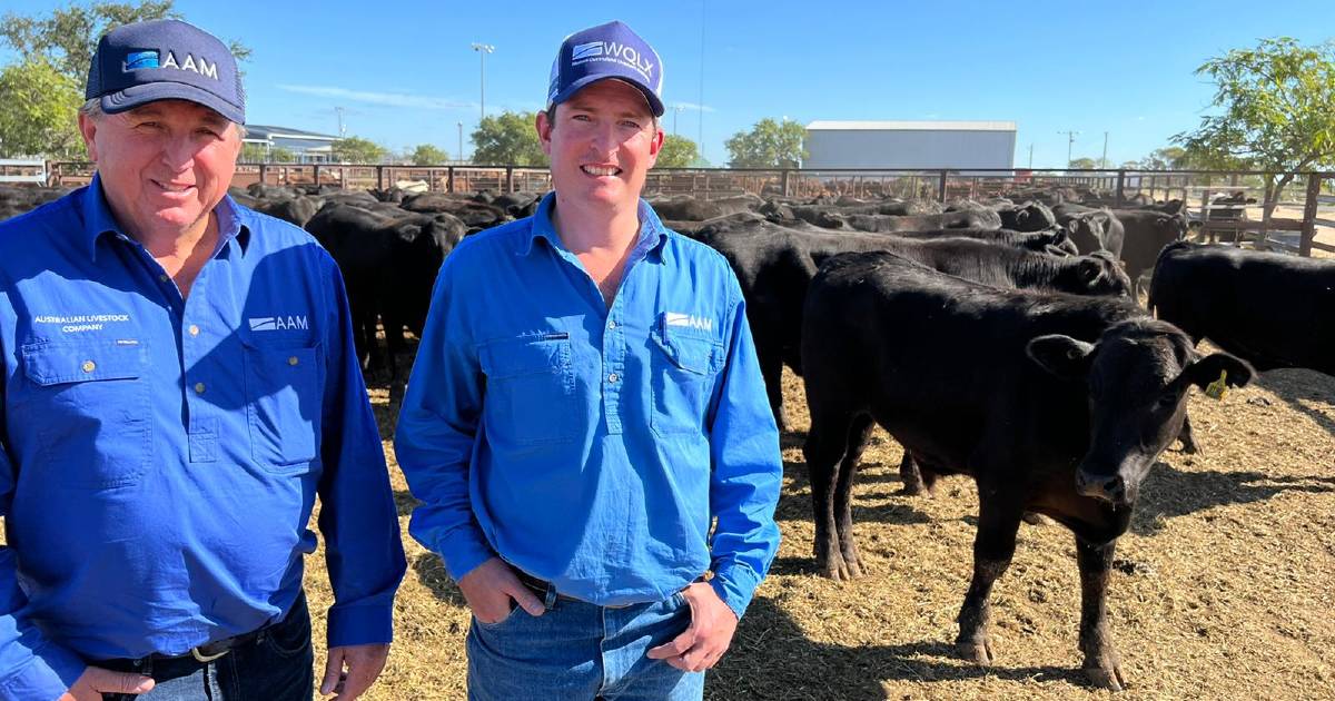 The largest organic certified cattle sale in Australia