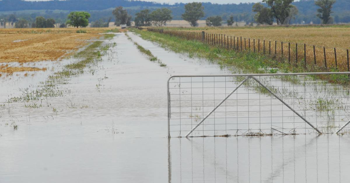 Harvest drags on for summer croppers in wake of big wet | The Land