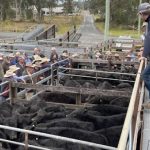 ICPA goes from strength to strength at Blackall