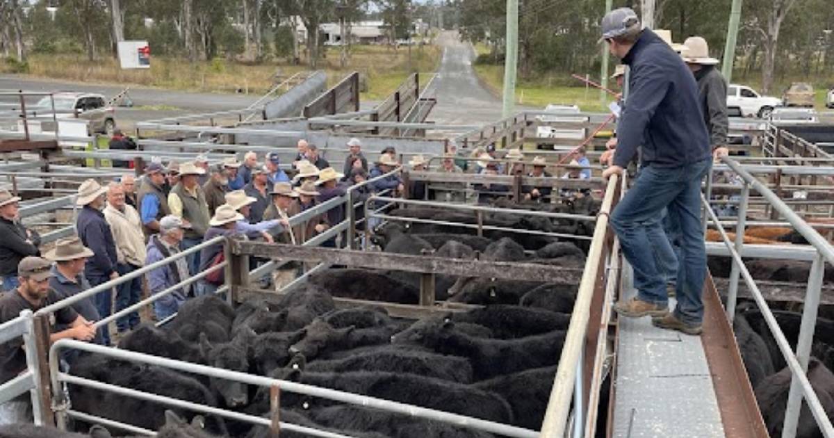 Gloucester steer weaners av $1800