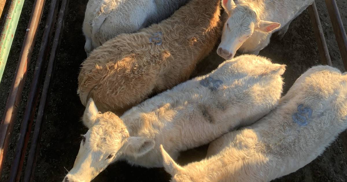 Weaner steers make 579.2c/$1621 at Moreton | Queensland Country Life