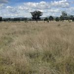 High end Wagyu selling out in Brisbane butcher shop | The Land