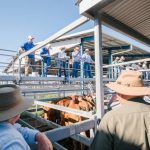 Steers 220-280kg sell to 837c, average 660c at Blackall | Queensland Country Life