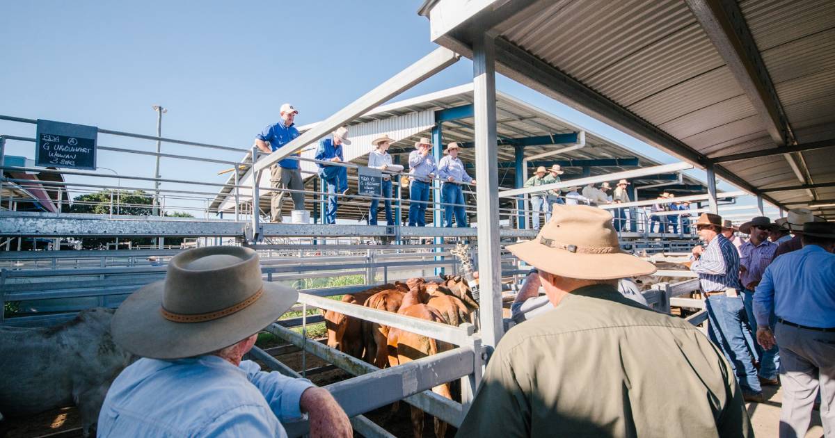 Limo cross weaner steers reach 706c, return $1977 at Gracemere | North Queensland Register