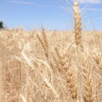 Feedgrain Focus: Prices drop on global signals, sell-side pressure