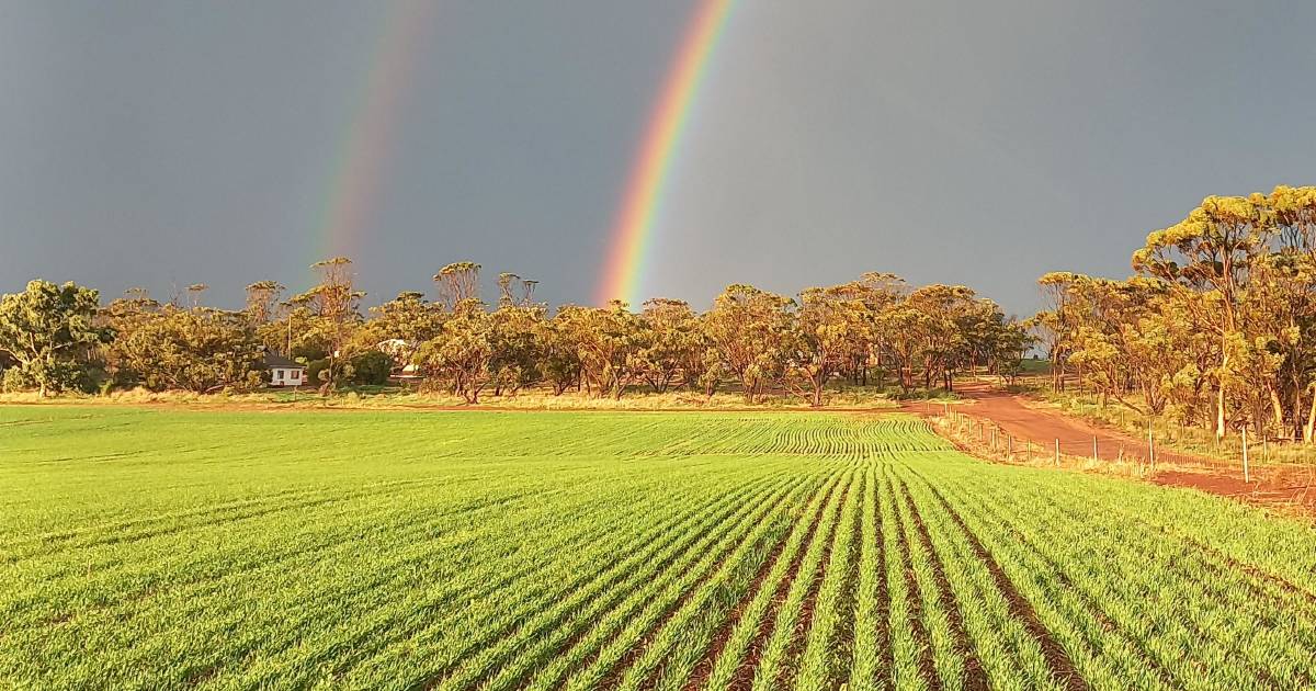 AEGIC webinar offers first engagement with China on malting varieties in more than a year | Farm Weekly