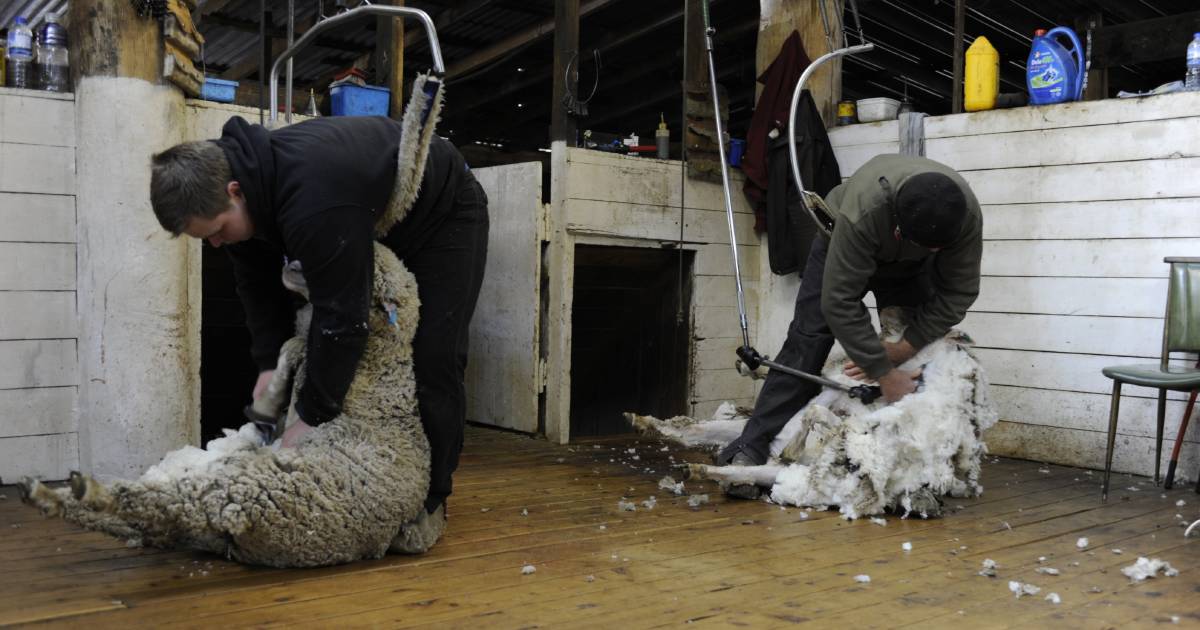 Fine and superfine Merino wool in demand | The Land