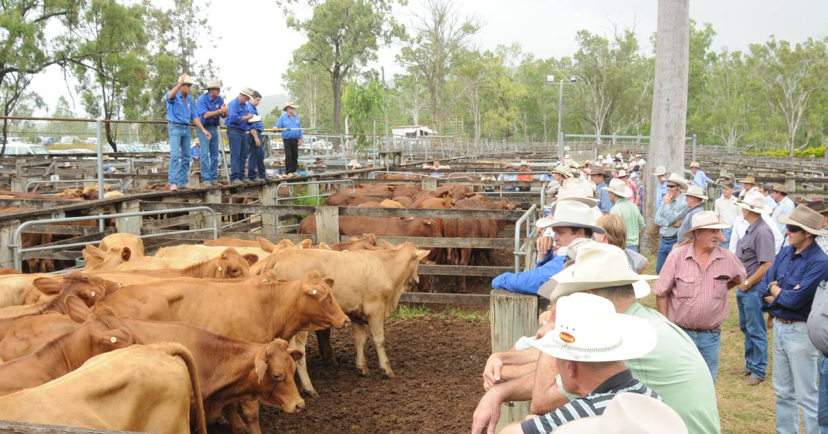 Charbray cross PTIC cows sell for $2100/hd at Eidsvold | North Queensland Register