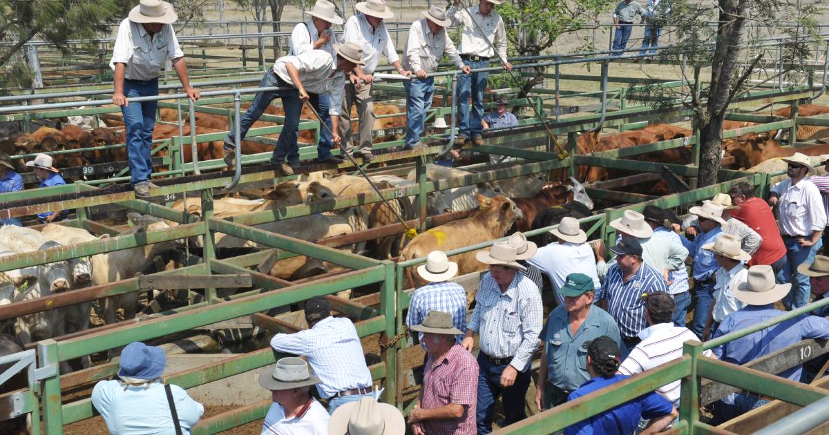 Square Meater yearling steer with show potential sells for 800c at Moreton | Queensland Country Life