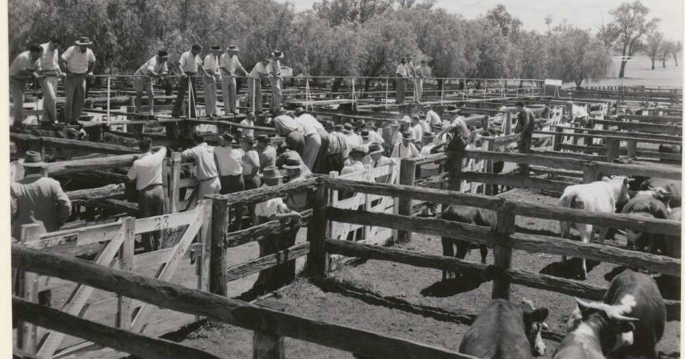 Gunnedah saleyards $17.6M rebuild | The Land