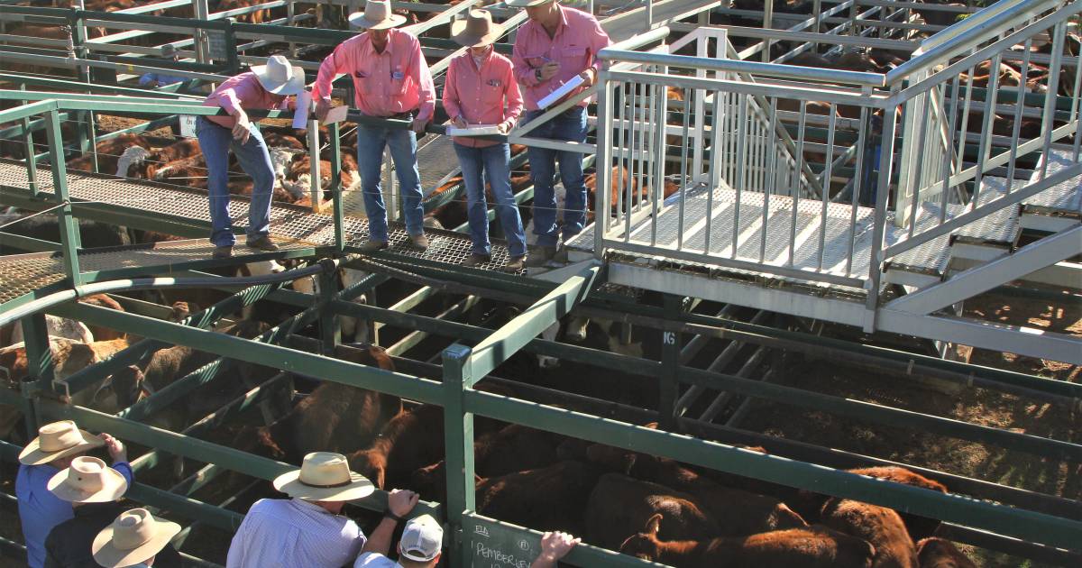 Santa Gertrudis weaner steers reach 716.2c to return $1645 at Blackall | Queensland Country Life