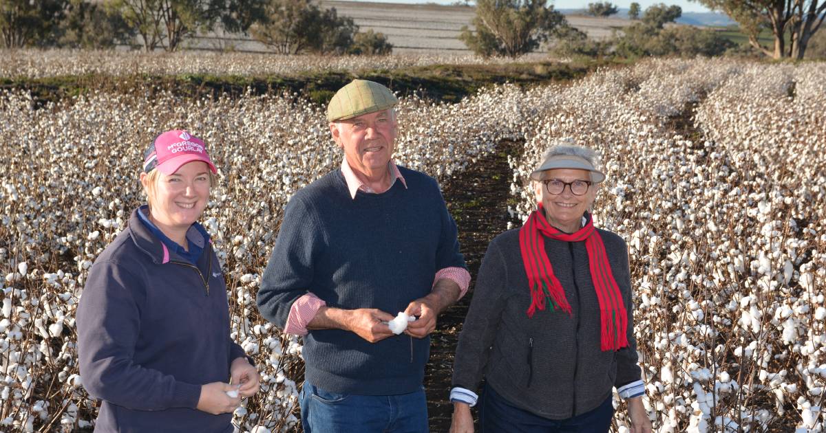 Cotton debut worth the exercise for Bingara growers