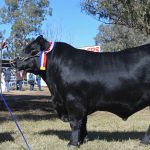 9 in 10 Qld dairies lost to history