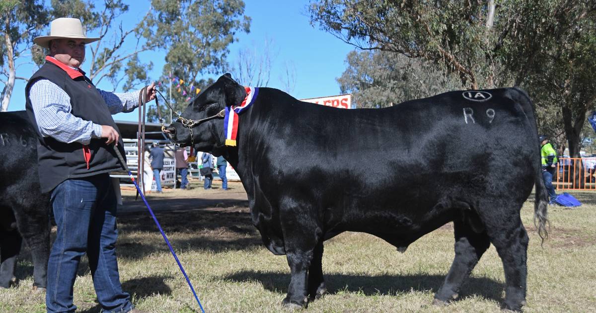 K5X Angus takes out FarmFest 2022’s Battle of the Bulls | Photos | Queensland Country Life