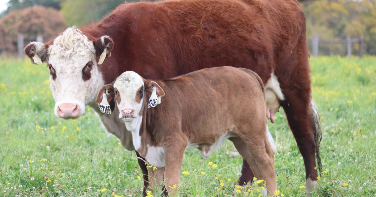 Upcoming calving boom to mark major multi-breed project milestone