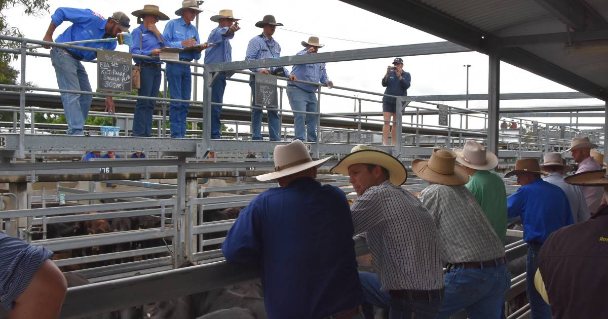 Gracemere market softer after record weaner sale