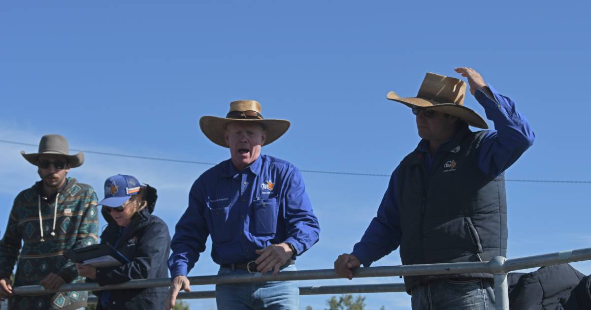 Trade prices enjoy a rise at weekly Warwick sheep sale