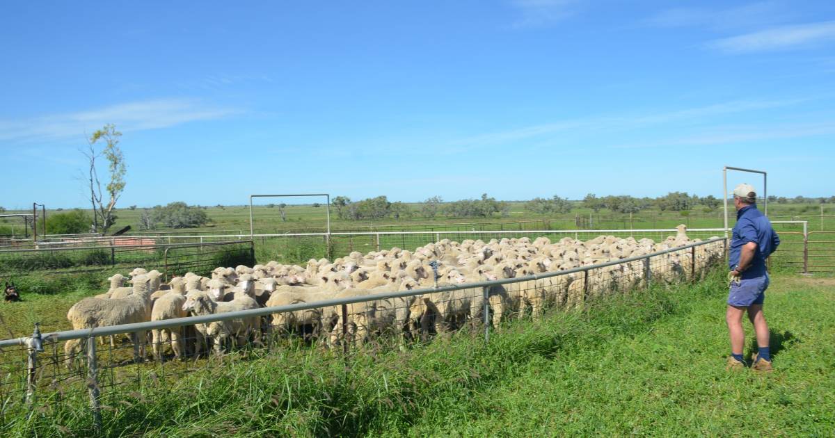 Camerons at Longreach benefit from mules-free wool marketing