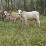 Cloncurry show kicks off Friday