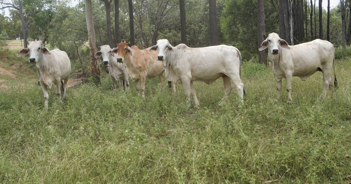 North Queensland cattle country sold at auction