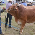 Faces from Junior Beef Show in Rockhampton | Photos