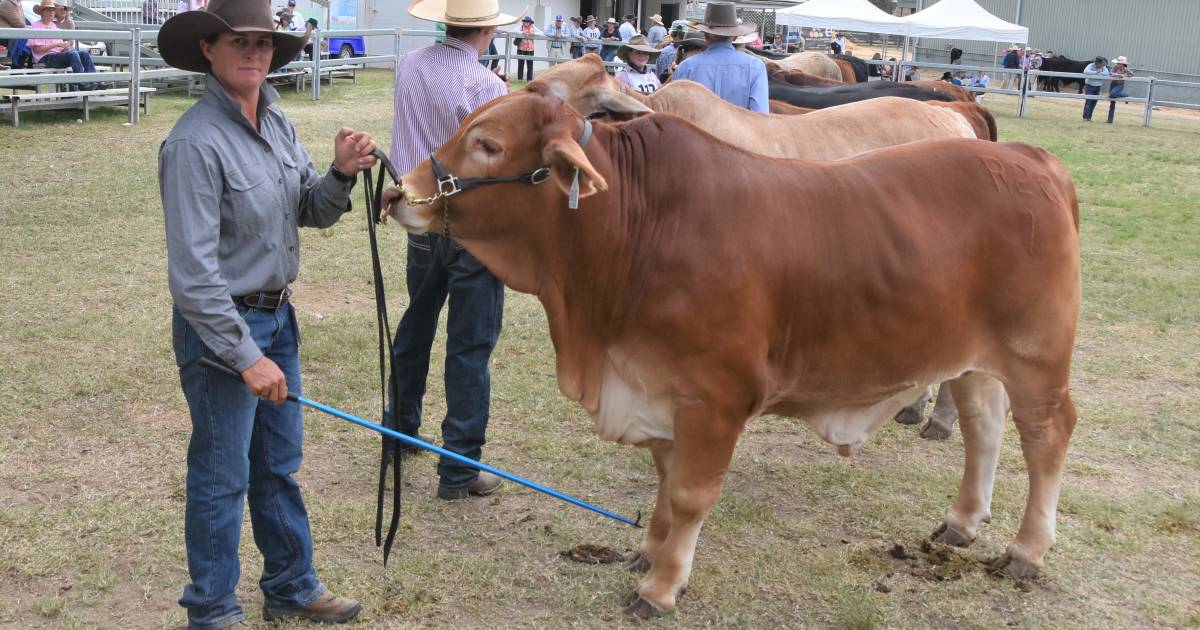 Droughtie steer wins CQ Carcase Classic hoof comp