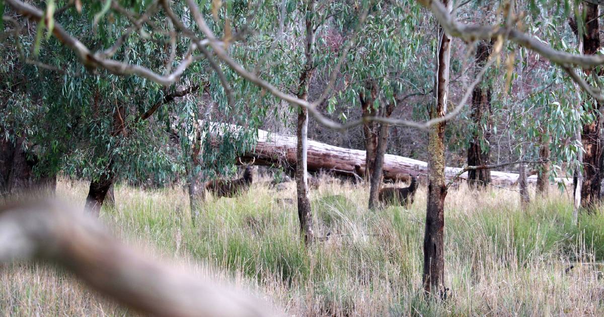 Feral deer behaviour a new concern for high country beef producers | The Land