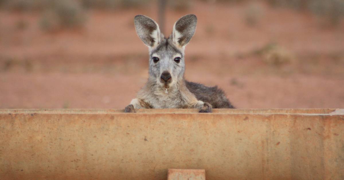 Kangaroo harvesters, pastoralists win small business rebate fight | The Land