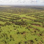 Trees can be a win-win for farming and the environment