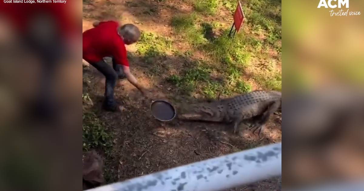 'I gave her a smack', publican fends off crocodile with frying pan