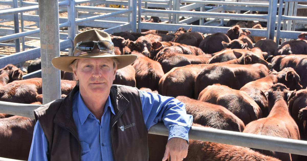 Santa steers set new saleyard record at Emerald weaner sale | Photos