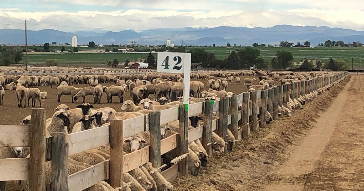 Colorado lambs hit the mark