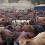 Feedlot Short Course set for Aug. 2-4