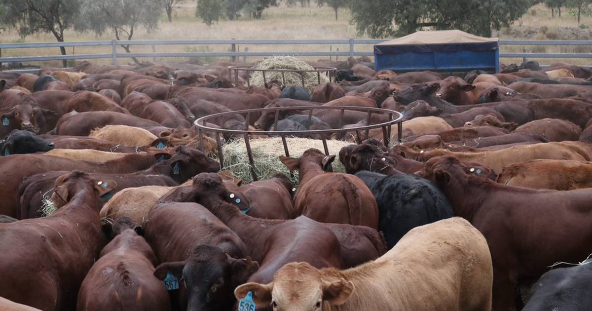 Cattle weighing plays a big part in accuracy for Queensland producers | Queensland Country Life