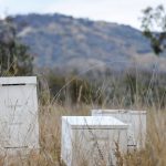 What is Varroa mite and why should we bee worried?