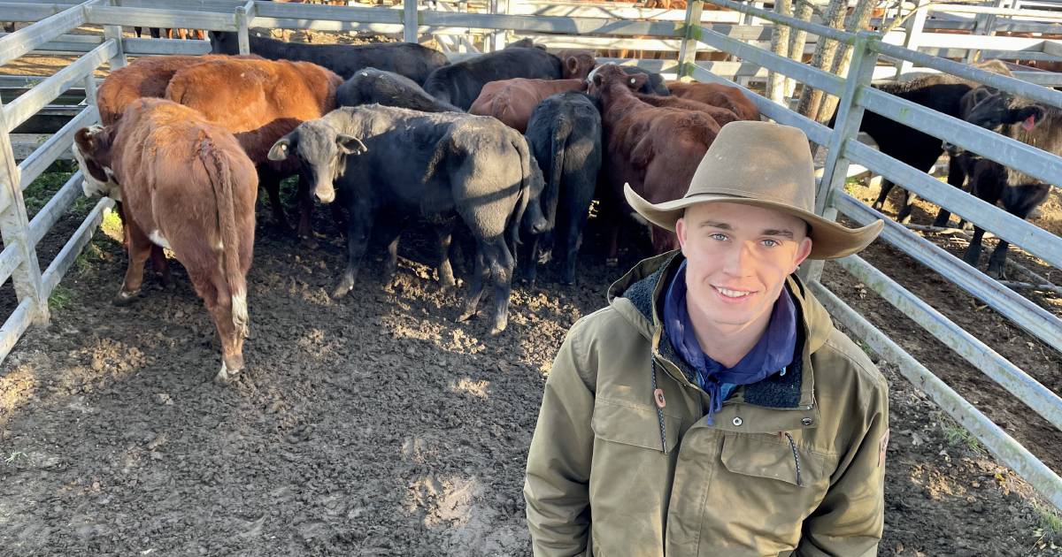 Early results from Kempsey's weaner sale: PHOTOS