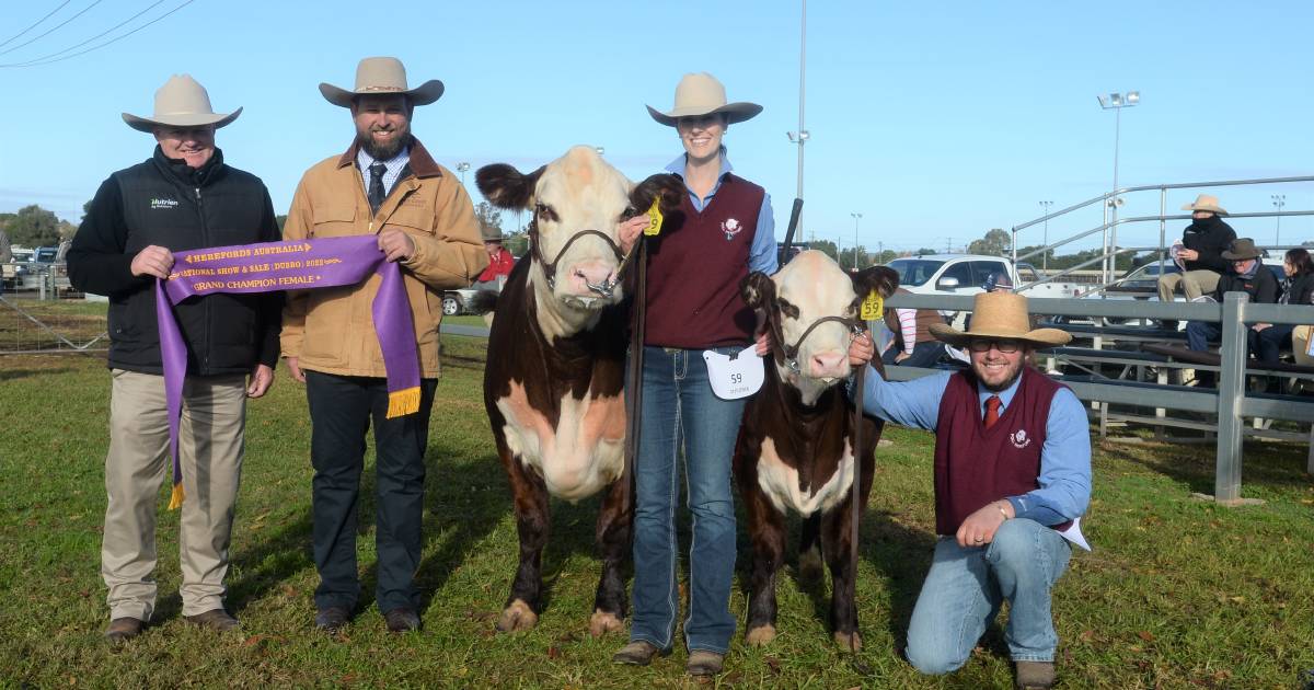 Champions for JTR and The Ranch at the Dubbo Hereford National Show and Sale