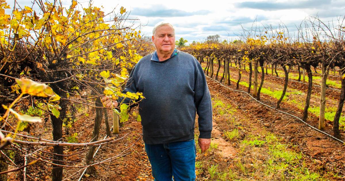 Disaster looming for wine grape growers