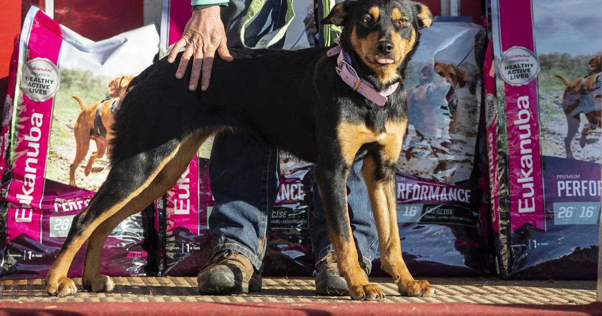 Top-priced Casterton Kelpie fetches $27,000 at annual auction